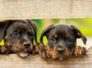 15 Farklı İngiliz Köpek Cinsleri ve Şaşırtıcı Özellikleri!