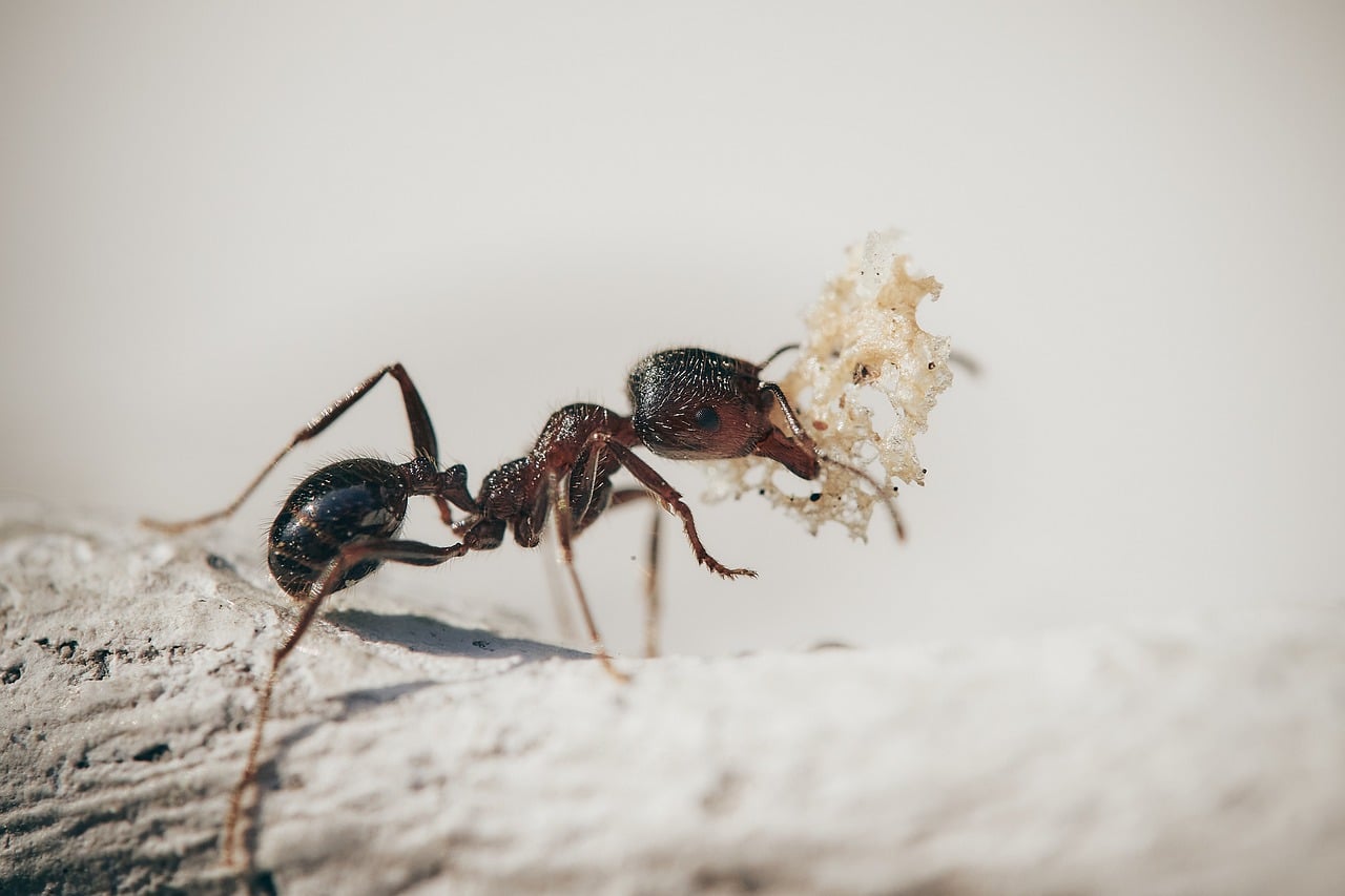 Karınca İlacı Nedir? En Etkili Karınca İlacı Hangisi?