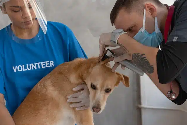 Nöbetçi Veteriner Bulmak için 3 Bilmeniz Gereken Adım! 3 nobetci-veteriner