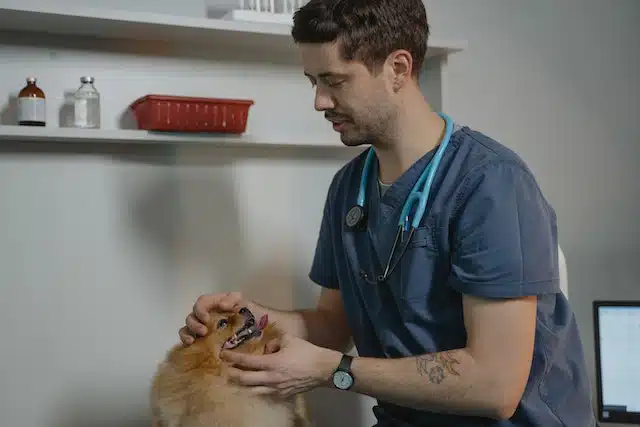 Nöbetçi Veteriner Bulmak için 3 Bilmeniz Gereken Adım! 4 nobetci-veteriner