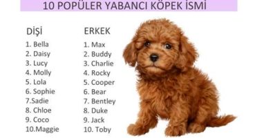 En Popüler Erkek Köpek İsimleri Arasında Hangileri Var?