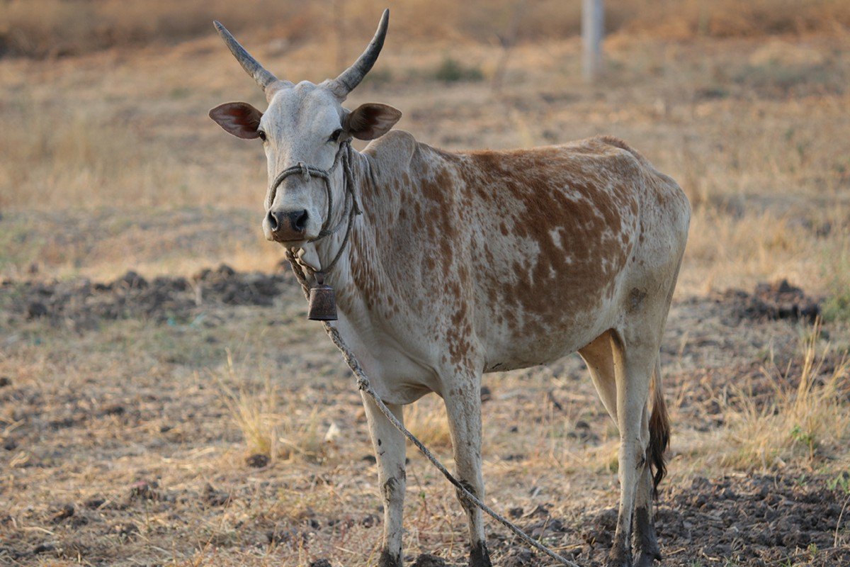 afrika-kurban-bagisi
